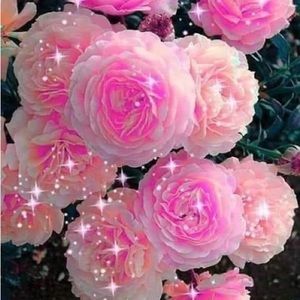 Meet your Posher, Marynet